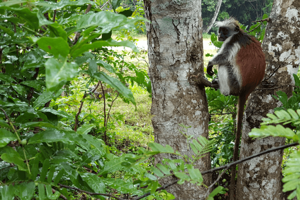 Zanzibar Nature and Wildlife