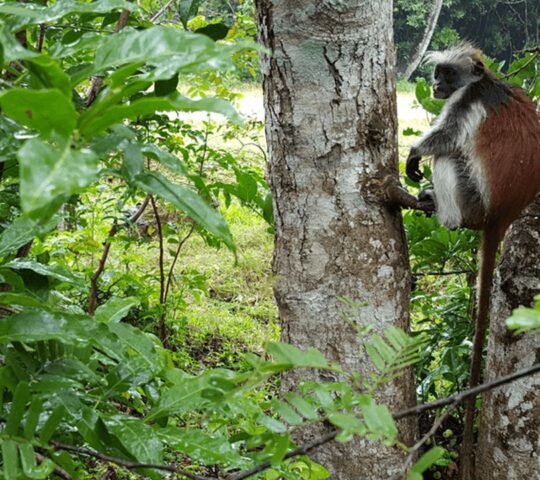 Jozani Chwaka Bay National Park